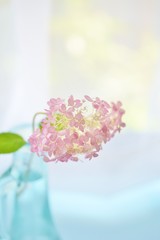 ピンクアナベル