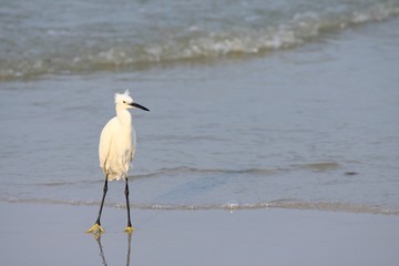Little egret,  Egretta garzetta
