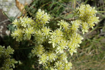 Orpin de nice (sedum sediforme)