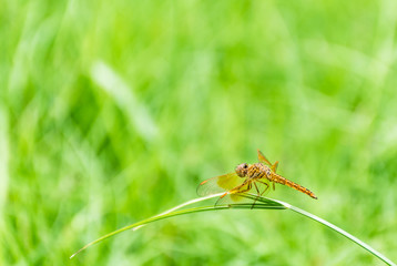 gold Dragonfly