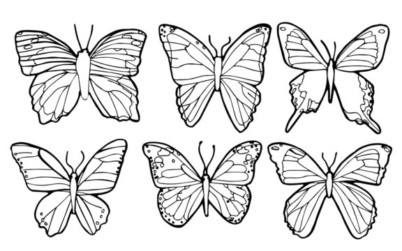Vector of outline of 6 butterflies