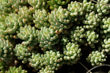 Orpin de nice (sedum sediforme)