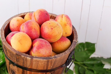 Fresh apricots