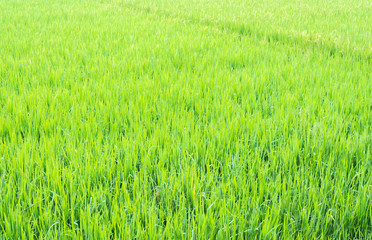 Obraz na płótnie Canvas image of rice field
