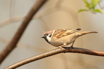 Eurasian Tree Sparrow (Passer montanus) on a branch