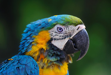 Close-up of Blue-and-Yellow Macaw, Ara ararauna