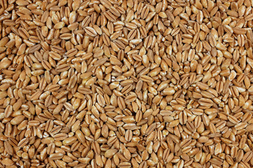 Farro dicocco, or Italian spelt, background