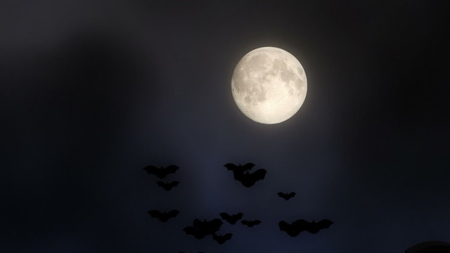 Night moon with bats flying group bat.