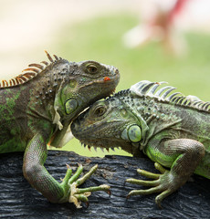 iguana