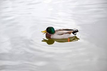 Kaczka krzyzówka © Senatorek