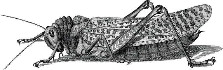 Vintage graphic insect grasshopper © unorobus