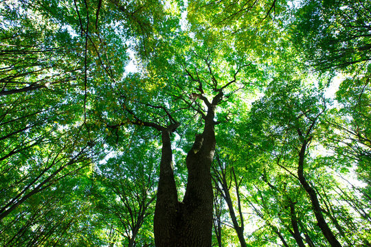Fototapeta green forest