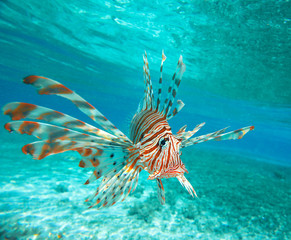 Lion Fish