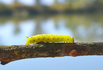 Swallowtail butterfly caterpillar