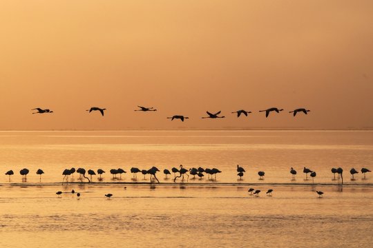 fliegende Flamingos (Phoenicopteridae) im Abendlicht