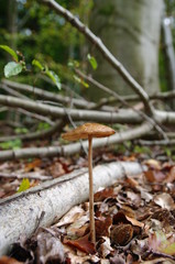 Zierlicher Waldpilz