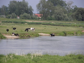 cows in a meadow