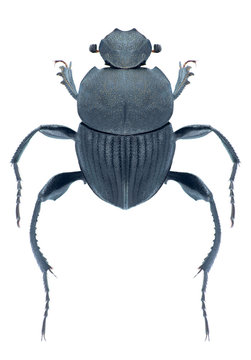 Beetle Sysiphus schaefferi