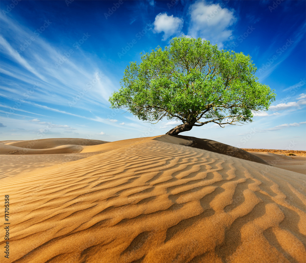 Wall mural lonely green tree in desert dunes