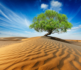 Lonely green tree in desert dunes © Dmitry Rukhlenko