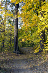 Path leading through the autumn forest on a sunny late afternoon