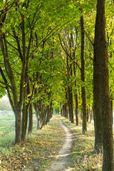 Obraz premium Park in the fall