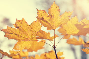 Fototapeta na wymiar Autumn maple leaves in retro style