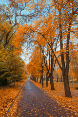 Fototapeta premium autumn city park