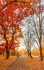 Photo sur Plexiglas Automne autumn city park