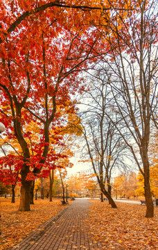 autumn city park