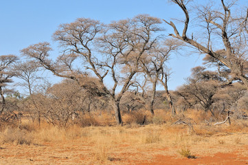 Acacia and grass landscape