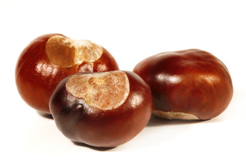 Horse-chestnut on a white background