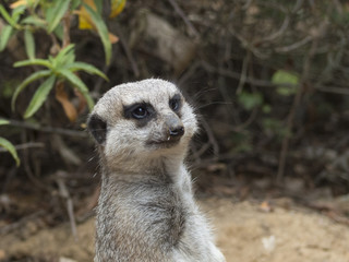 Fototapeta premium May I have a tissue please?