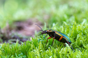 an imago of carabus auronitens