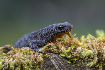 Alpine newt - Ichthyosaura (Triturus) alpestris