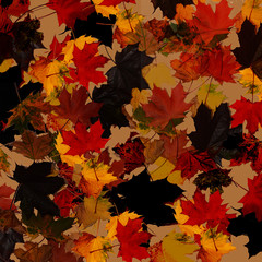colorful leaves, atumn