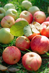 Naklejka na ściany i meble Organic apples gathered in fall
