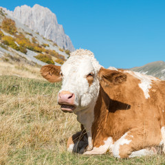 Fototapeta na wymiar Cow is resting on the plateau of Campo Imperatore, Abruzzo Italy