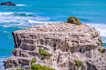 Gannet habitat