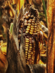 Maiskolben Herbst