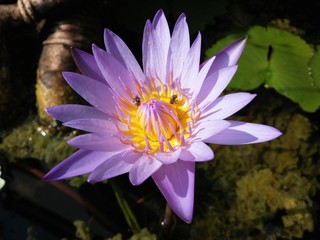 Purple lotus on the pond
