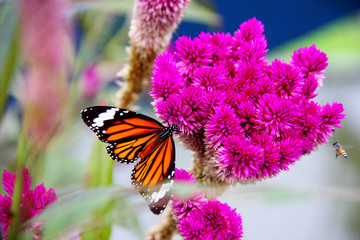 Butterfly in garden