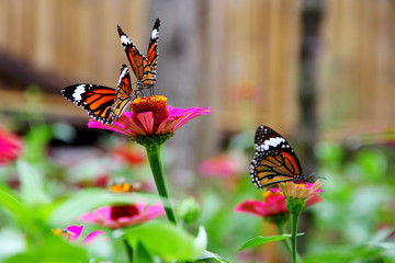Butterfly in garden