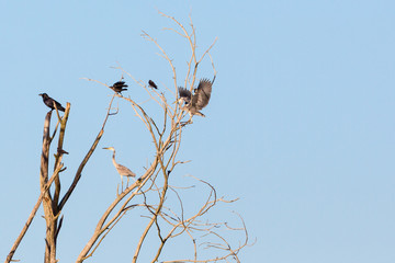 Raven and Gray Heron in a tree