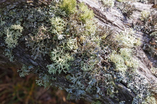 Tree with lichens