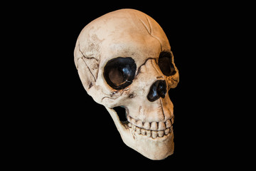 Skull Halloween