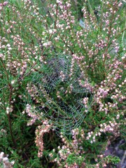 pajęczyna na wrzosie © kattiyo