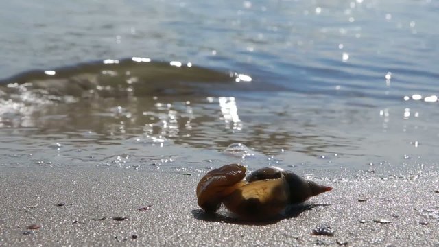 Close-up. Shell on a sand of beach.