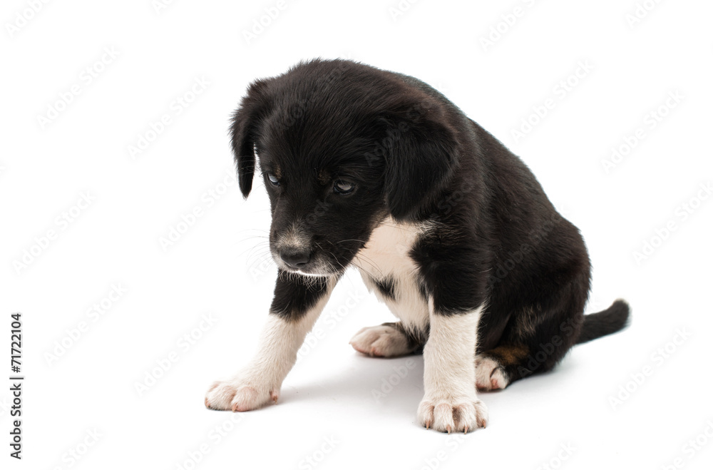 Wall mural puppy isolated