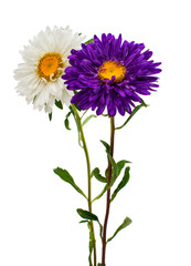 bouquet of asters